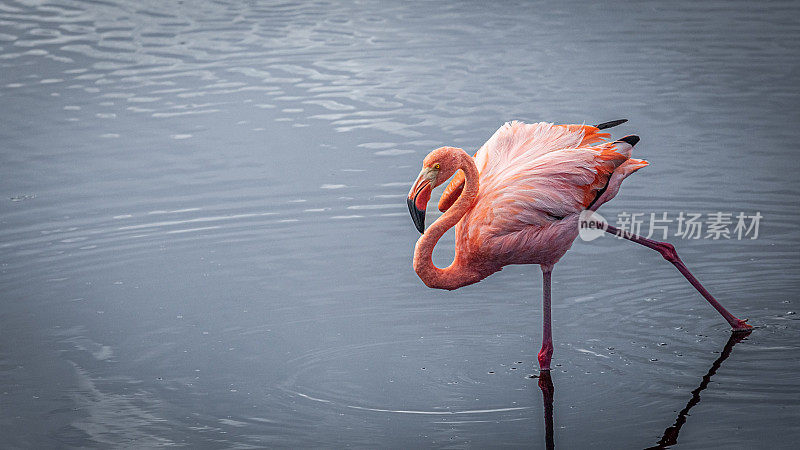 大火烈鸟，(Phoenicopterus roseus)，弗拉门戈Común，弗拉门戈玫瑰。